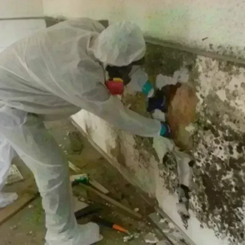 Mold Remediation and Removal in Willow Springs, IL